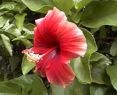 My Mum's Favorite Flower ~ Gumamela