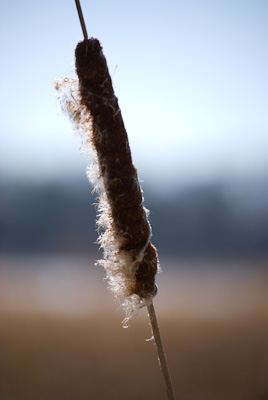 loss of spouse loss of spouse