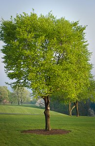 Tree Themed Memory Book