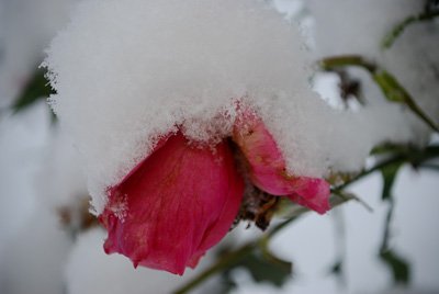 Seasons of Solace: A Story of Healing through Photos and Poems