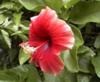My Mum's Favorite Flower ~ Gumamela